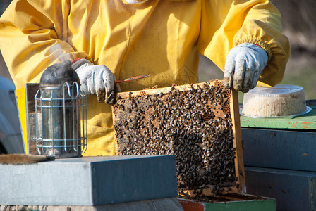 养蜜蜂的养蜂人果园蜂巢框架动物花蜜蜂蜜蜂窝育雏殖民地蜂场背景图片