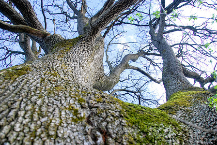 橡树皮大橡树树干的详细细节天空树木橡木叶子植物橡树树干木头林地花园背景
