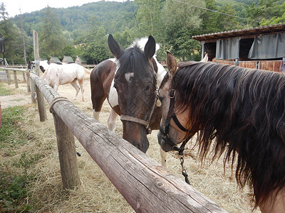 马在农场的栅栏里马术草地牧场哺乳动物纯种马棕色国家动物风光摊位背景图片