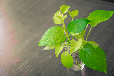 锅木桌背景与副本 spac居住叶子植物群植物生活房子木头礼物花园生长背景图片