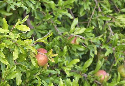 青浅绿树上的绿色石榴水果树叶分支机构花园叶子种子食物季节收成来源树木背景图片