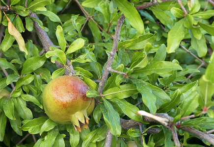 青浅绿树上的绿色石榴水果叶子分支机构树木食物来源季节坚果农业收成宏观背景图片