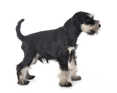 演播室中的微型Schnauser小狗宠物工作室动物白色猎犬黑色背景图片
