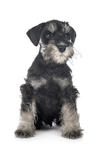 演播室中的微型Schnauser白色宠物工作室小狗猎犬黑色动物背景图片