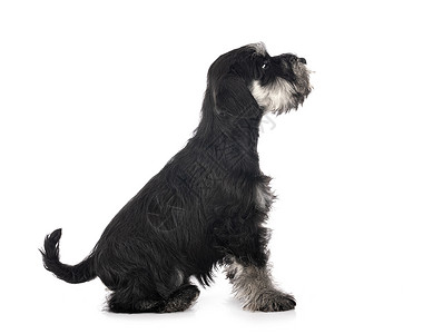 演播室中的微型Schnauser白色动物工作室小狗猎犬黑色宠物背景图片