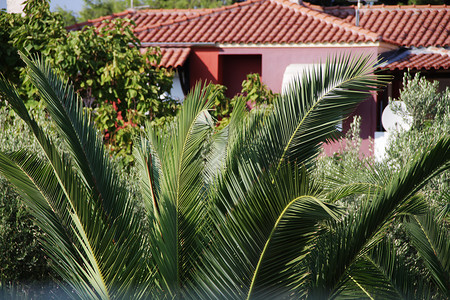 棕榈树庭院背景图片