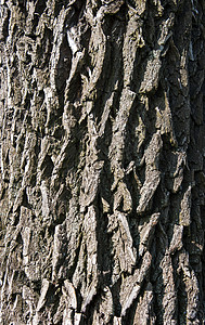 树条质地细腻森林材料植物树干棕色背景图片