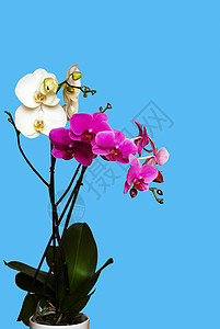 白兰花和正红兰花植物异国白色热带植物群粉色情调蓝色背景图片