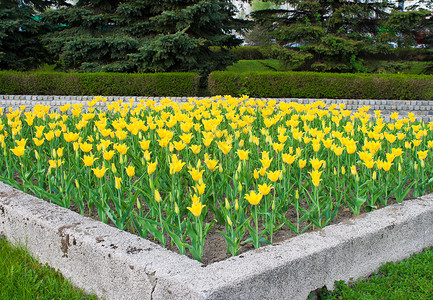 带有黄色郁金香的花朵床植物群叶子植物绿色高清图片