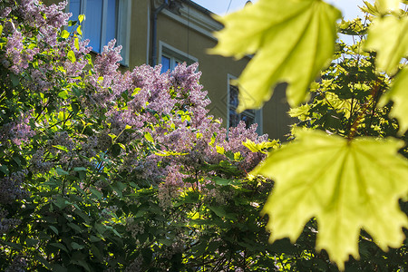 紫色枫叶春天在公园里盛开的木环背景植物学季节衬套植物叶子绿色植物花园紫色紫丁香背景