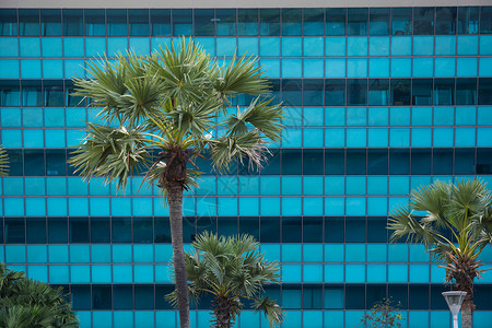 玻璃面罩植物建筑学城市宏观材质办公室窗户背景图片