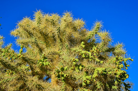 脊椎骨架 背景情调公园胭脂红植物群植物学沙漠国家干旱异国荒野背景图片