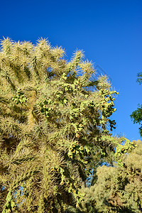 仙人掌梨脊椎骨架 背景植物荒野花园公园异国国家干旱植被圆锥花沙漠背景