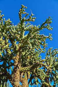 约书亚树脊椎动物植物群国家植物沙漠情调公园异国干旱植被荒野背景
