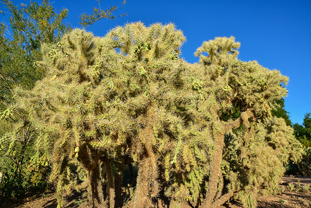 脊椎动物植被情调胭脂红公园国家植物荒野圆锥花植物群沙漠背景图片