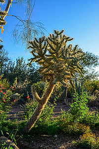 凤凰城的一群苏普森植物 奥普塔仙人掌植被胭脂红国家公园植物学情调异国花园干旱荒野背景图片