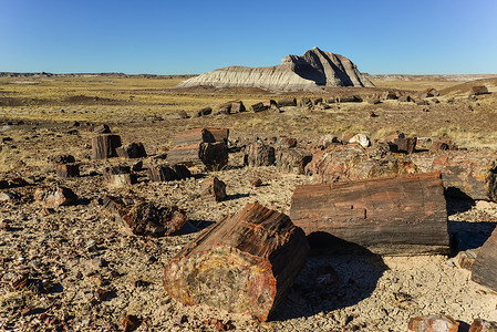 碎化树木 多色矿物晶体的树干石头地质学岩石木头土壤水晶风景红杉树木矿化背景图片