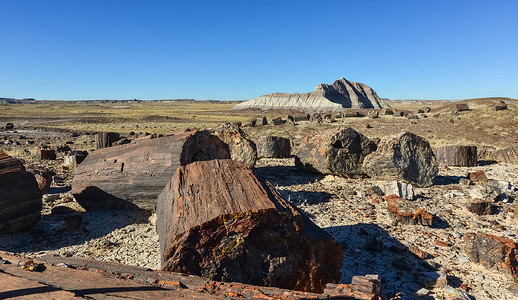 碎化树木 多色矿物晶体的树干石化林全景土壤沙漠顶峰矿化树木水晶石头岩石背景图片