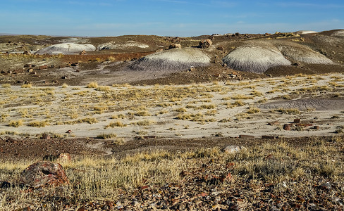 碎化树木 多色矿物晶体的树干土壤侵蚀石化林矿化沙漠国家顶峰木头森林石头背景图片
