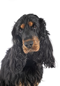 演播室里动物宠物小狗黑色英语双色猎犬成人棕褐色黄褐色背景图片