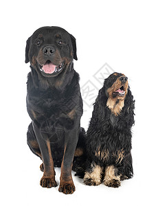 白皮和罗威纳朋友们工作室猎狗棕褐色英语动物黑色双色猎犬小狗背景图片