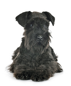 工作室中的黑色迷你Schnauser宠物动物小狗猎犬背景图片