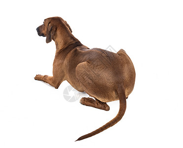 士奇狗非洲狮犬棕色的高清图片