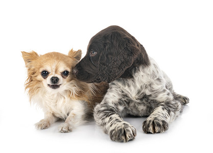 小蒙斯特兰德人和吉娃娃小狗猎犬工作室猎狗棕色高清图片