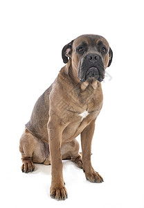 演播室的Cane Corso獒犬动物甘蔗宠物工作室棕色背景图片