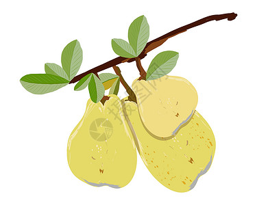 在白色背景矢量图上孤立的Ripe 梨枝梨图绿色饮食叶子食物插图种子健康黄色水果背景图片