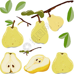 在白色背景矢量插图上 梨果组装整块和切片分离水果种子黄色梨图健康绿色食物叶子饮食插画
