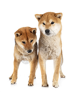 演播室的Shiba inus棕色女性动物小型犬工作室夫妻宠物草地犬小狗草丛背景图片