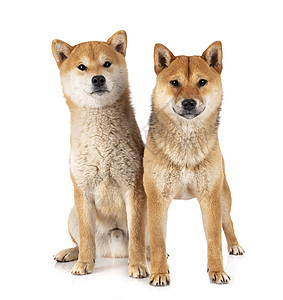 演播室的Shiba inus草丛小狗棕色柴犬工作室动物夫妻女性草地犬男性背景图片