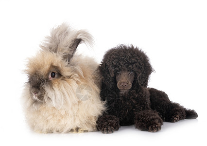 小玩具小狗和兔子背景图片