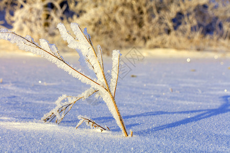 覆盖里面在白雪覆盖的田野背景下 明亮柔和的阳光照亮了寒冷霜冻中的灌木树枝背景