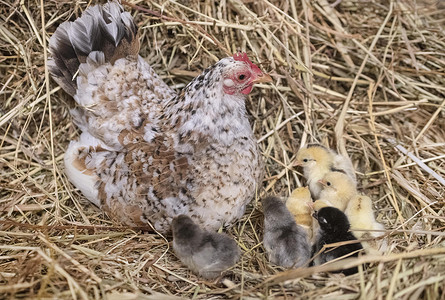 保留马赛拉巢中的赛拉马小鸡稻草离合器乡村动物农业孵化农场家禽脚鸡团体背景