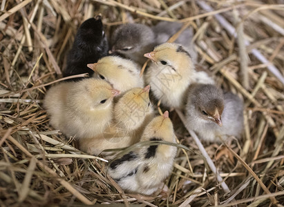 塞拉马特巢中的赛拉马小鸡脚鸡农业动物稻草团体农场家禽乡村孵化离合器背景