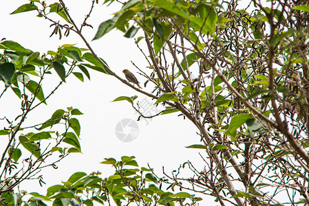 寻找食物的绿雀鸟公园动物群眼睛森林野生动物花园热带荒野蓝色翅膀背景图片