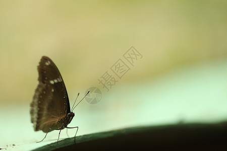 蝴蝶的特写动物园农场漏洞野生动物生物绘画活力翅膀背景艺术背景图片