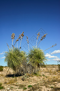 新墨西哥州落岩沙漠中的Yucca树植物学长叶天空荒野国家沙漠植物群脊柱树叶环境背景图片