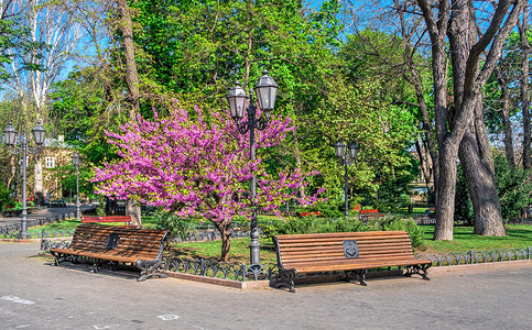 乌克兰敖德萨市花园途径树木纪念馆全景正方形壁龛公园天空景观娱乐背景