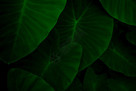 聚龙温泉群大象耳朵特写镜头绿色叶子在丛林里 绿叶文字植物温泉芋头森林宏观植物群生态花园绿色植物树叶背景