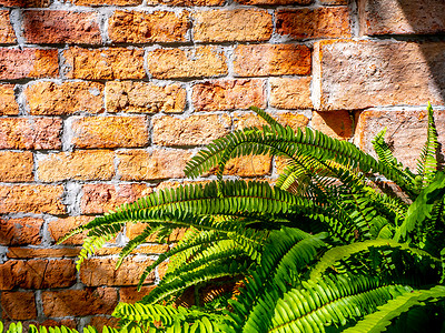抽象植物墙背景绿色爬行者计划装饰水泥分支机构生长登山者美丽风格植物群叶子房子背景图片