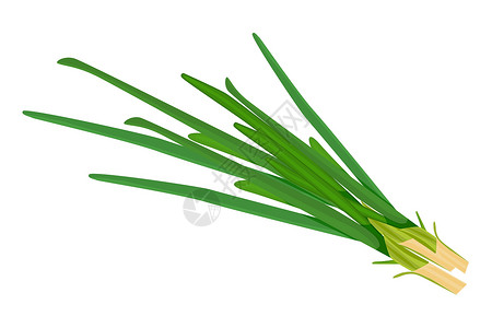 韭葱在白色背景隔绝的葱 生韭菜平面简单设计图标插画