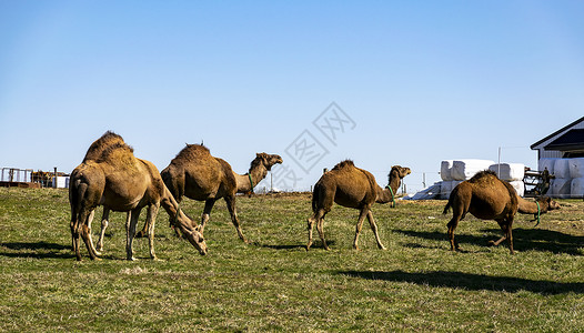 宾夕法尼亚州骆驼群奶牛马匹野生动物动物团体奶制品农场农田哺乳动物驼峰背景图片