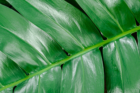 热带树叶抽象绿叶纹理植物生态环境宏观叶子墙纸森林丛林艺术花园背景图片