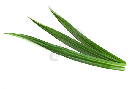 白色背景上孤立的新鲜绿色板兰叶草本植物草本植物树叶食物烹饪香气绿色叶子背景图片