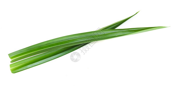 白色背景上孤立的新鲜绿色板兰叶树叶食物草本叶子植物草本植物绿色烹饪香气背景图片