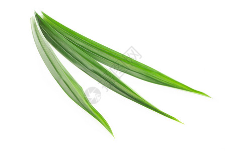 白色背景上孤立的新鲜绿色板兰叶草本植物香气食物绿色叶子草本植物树叶烹饪背景图片