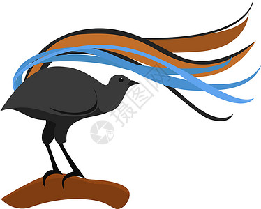 白色背景上的动物园黑色琴鸟旅行动物插图热带艺术卡片动物群背景图片
